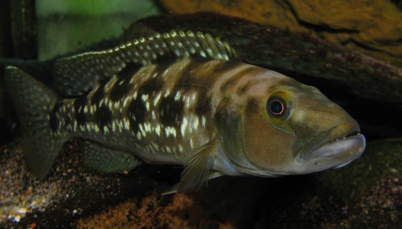 Lepidiolamprologus elongatus